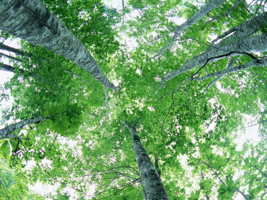 31352 (a): :1600x1200